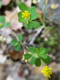 Attēlu rezultāti vaicājumam “Trifolium dubium flower”