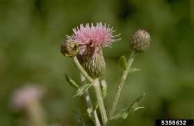 Attēlu rezultāti vaicājumam “Cirsium arvense leaf”