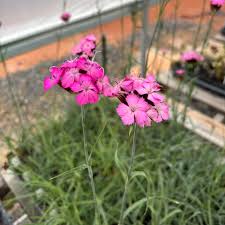 Image result for Dianthus carthusianorum