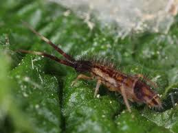 Attēlu rezultāti vaicājumam “Orchesella sp.”