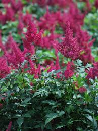 Image result for Astilbe