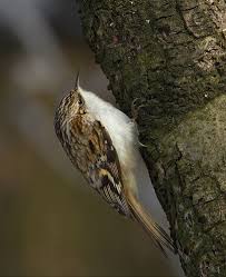 Attēlu rezultāti vaicājumam “Certhia familiaris”