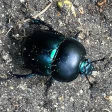 Attēlu rezultāti vaicājumam “Trypocopris vernalis”