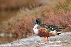 Attēlu rezultāti vaicājumam “Anas clypeata male”