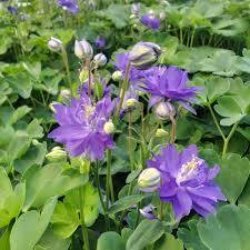 Image result for Aquilegia vulgaris