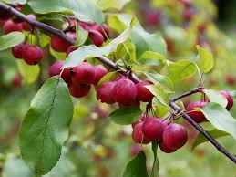 Attēlu rezultāti vaicājumam “Malus purpurea”