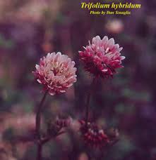 Attēlu rezultāti vaicājumam “Trifolium hybridum flower”