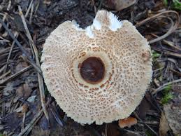 Attēlu rezultāti vaicājumam “Lepiota clypeolaria”