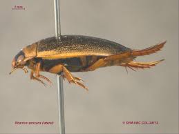 Attēlu rezultāti vaicājumam “Rhantus frontalis”