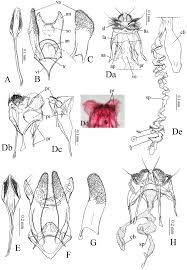 Attēlu rezultāti vaicājumam “Tischeriidae”