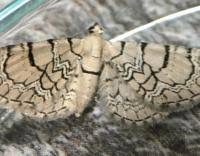 Attēlu rezultāti vaicājumam “Eupithecia venosata”