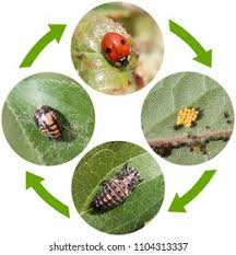 Attēlu rezultāti vaicājumam “Adalia bipunctata imago”