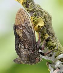 Attēlu rezultāti vaicājumam “Centrotus cornutus”