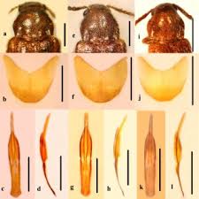 Attēlu rezultāti vaicājumam “Tetratoma ancora”