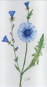 Image result for Chicorée