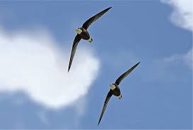 Image result for Hirundapus caudacutus