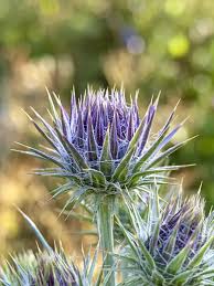 Image result for Ptilostemon afer