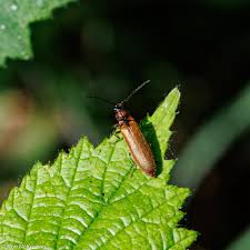 Attēlu rezultāti vaicājumam “Denticollis linearis”