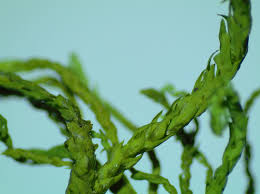 Attēlu rezultāti vaicājumam “Anomodon attenuatus”