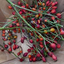 Attēlu rezultāti vaicājumam “Rosa villosa fruit”