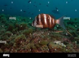 Image result for Diplodus cervinus