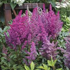 Image result for Astilbe