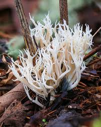 Attēlu rezultāti vaicājumam “Clavulina coralloides”