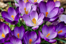 Attēlu rezultāti vaicājumam “Crocus speciosus”
