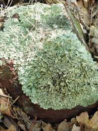 Attēlu rezultāti vaicājumam “Physconia enteroxantha”