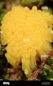 Attēlu rezultāti vaicājumam “Stemonitis foliicola stalked”