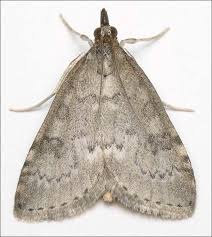 Attēlu rezultāti vaicājumam “Udea prunalis”