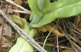 Attēlu rezultāti vaicājumam “Arabis glabra leaf”