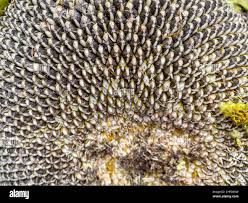 Attēlu rezultāti vaicājumam “Helianthus annuus fruit”