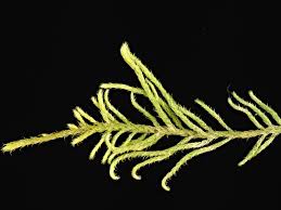 Attēlu rezultāti vaicājumam “Antitrichia curtipendula sporophyte”