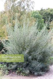 Attēlu rezultāti vaicājumam “Salix rosmarinifolia”