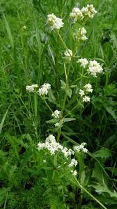 Attēlu rezultāti vaicājumam “Galium boreale leaf”