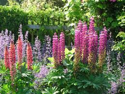 Image result for Lupinen