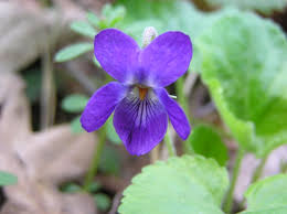 Image result for Viola odorata