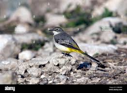 Attēlu rezultāti vaicājumam “Motacilla cinerea”