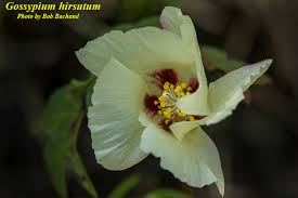 Attēlu rezultāti vaicājumam “Antrodia gossypium”