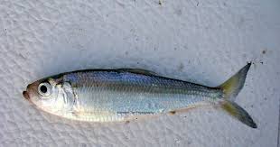 Image result for Alosa pseudoharengus