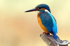 Attēlu rezultāti vaicājumam “Alcedo atthis adult”