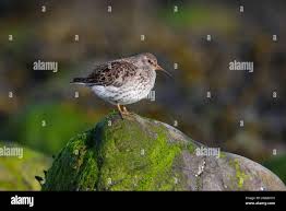Attēlu rezultāti vaicājumam “Calidris maritima adult”