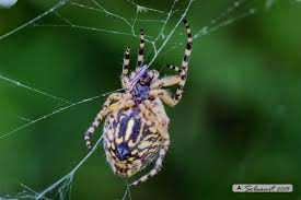 Attēlu rezultāti vaicājumam “Aculepeira ceropegia”