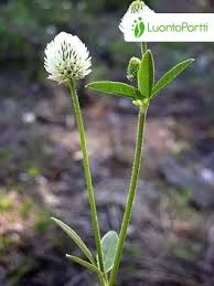 Attēlu rezultāti vaicājumam “Trifolium montanum leaf”