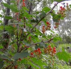 Attēlu rezultāti vaicājumam “Ribes spicatum”