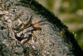 Attēlu rezultāti vaicājumam “nymph”