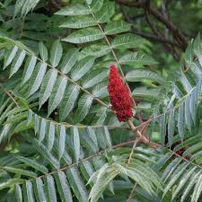 Attēlu rezultāti vaicājumam “Rhus typhina leaf”