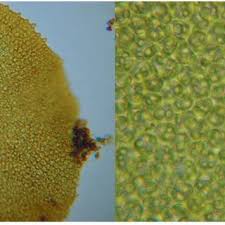 Attēlu rezultāti vaicājumam “Scapania apiculata”