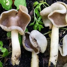 Attēlu rezultāti vaicājumam “Helvella elastica”